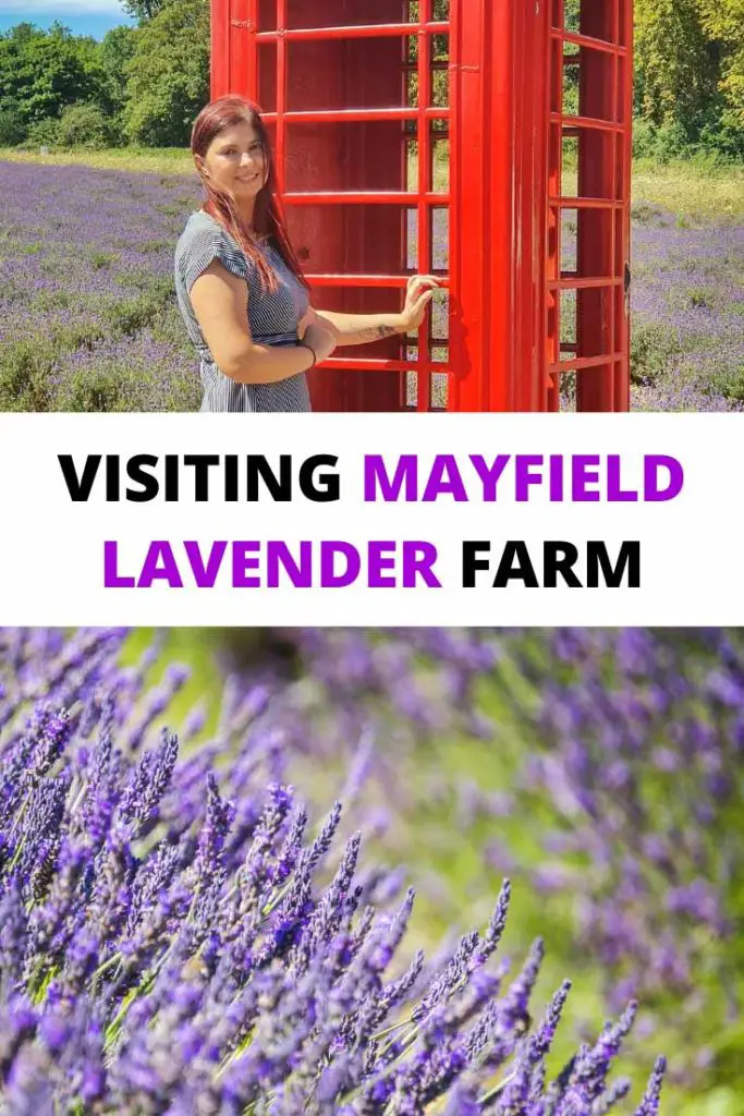 Visiting a Lavender Field Near London: Mayfield Lavender Farm pin